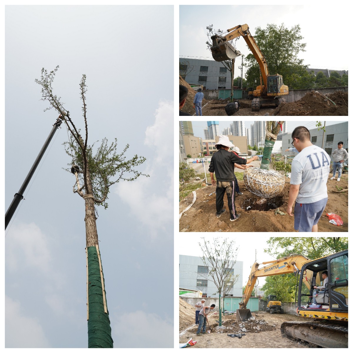 建设太阳集团0638家园 太阳集团0638科技举办树木栽植活动